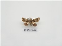 藏品(夜蛾242.a)的圖片